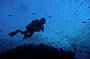 3 Day/ 2 Night Trip Dive Trip - MV Kangaroo Explorer (qualified divers only)