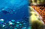 2 Day/ 1 Night Snorkeling Trip - MV Kangaroo Explorer