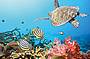 3 Day/ 2 Night Trip Dive Trip - MV Kangaroo Explorer (qualified divers only)