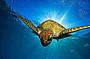3 Day/ 2 Night Trip Dive Trip - MV Kangaroo Explorer (qualified divers only)